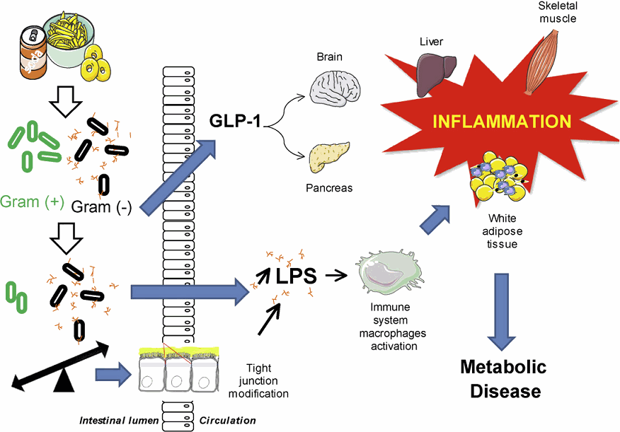 慢性炎症与代谢性疾病